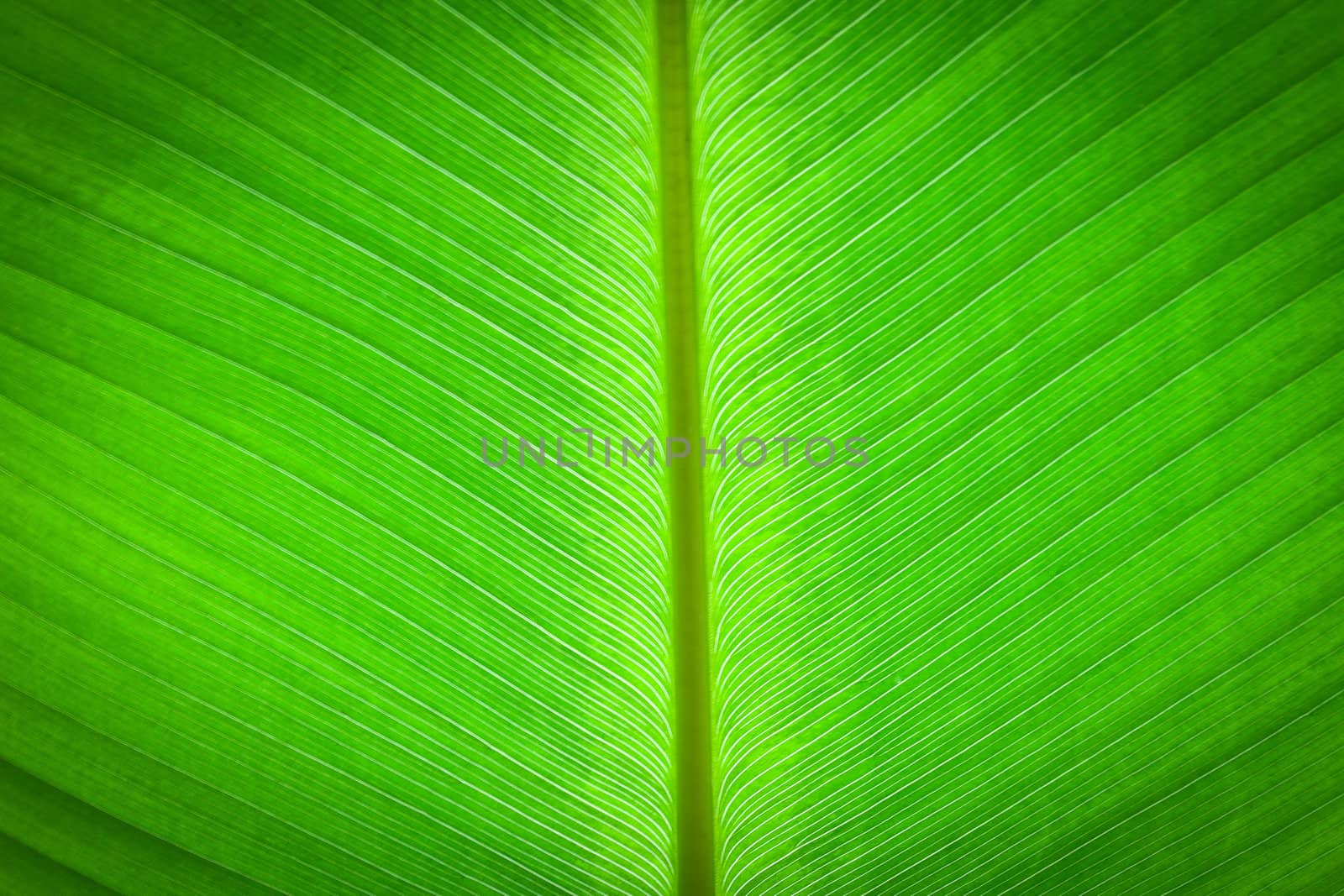 Abstract of banana leaf background