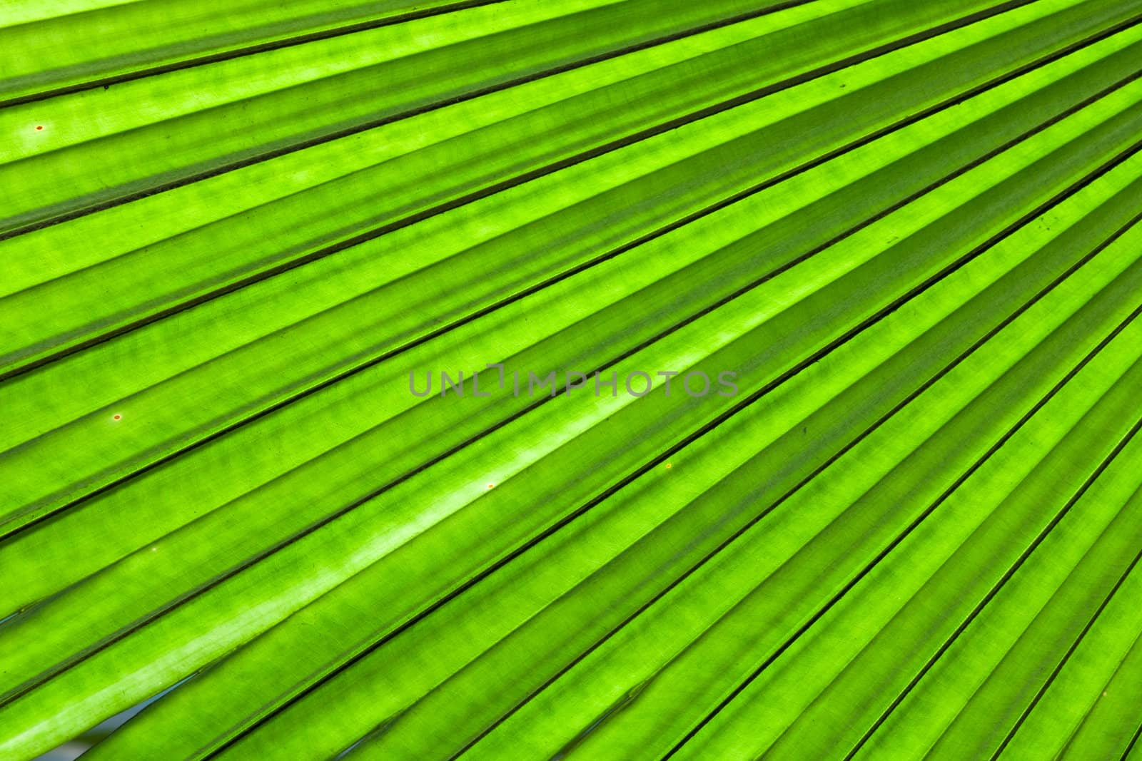 Beautiful tropical palm leaf backlit with sunlight shining through