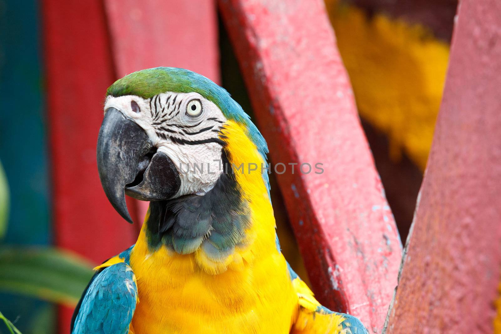 The Blue-and-yellow Macaw bird. by jame_j@homail.com