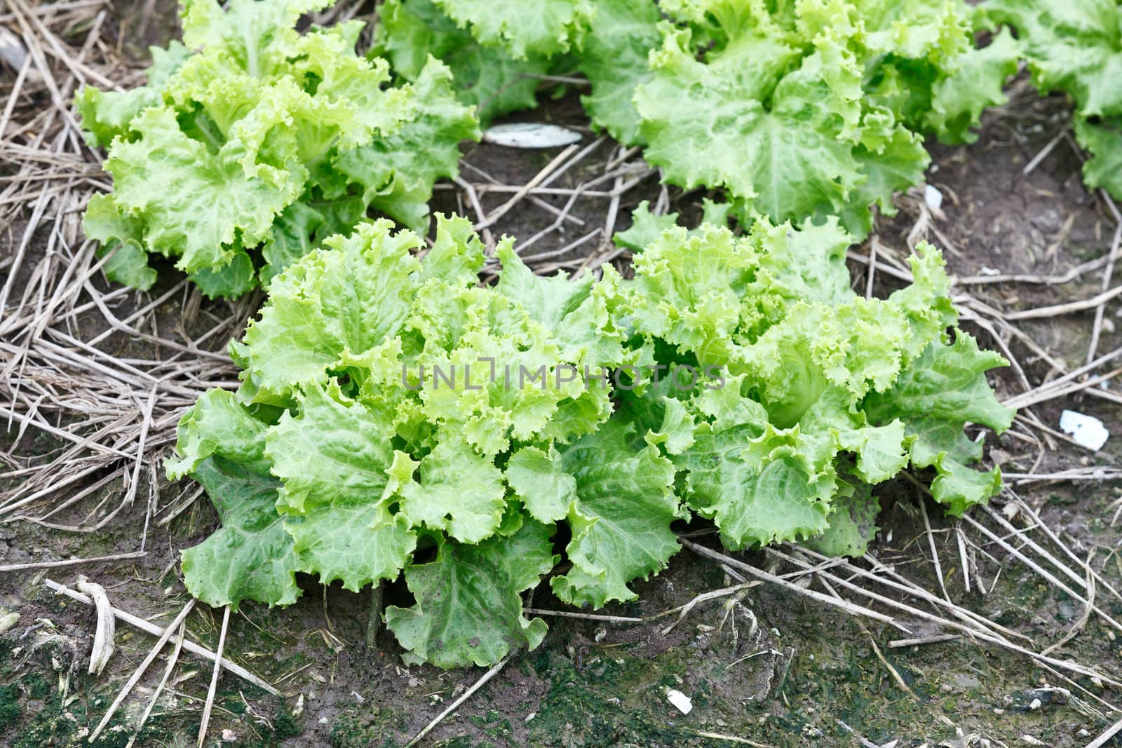 green fresh lettuce growing at a farm