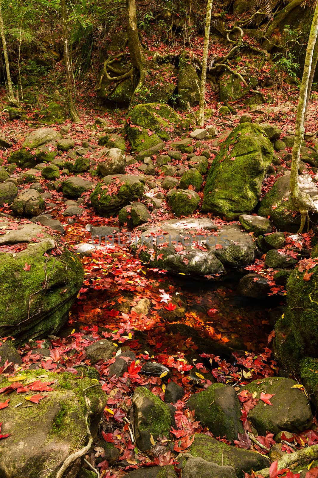 Red maple leaf during fall at Phukradung National Park by jame_j@homail.com