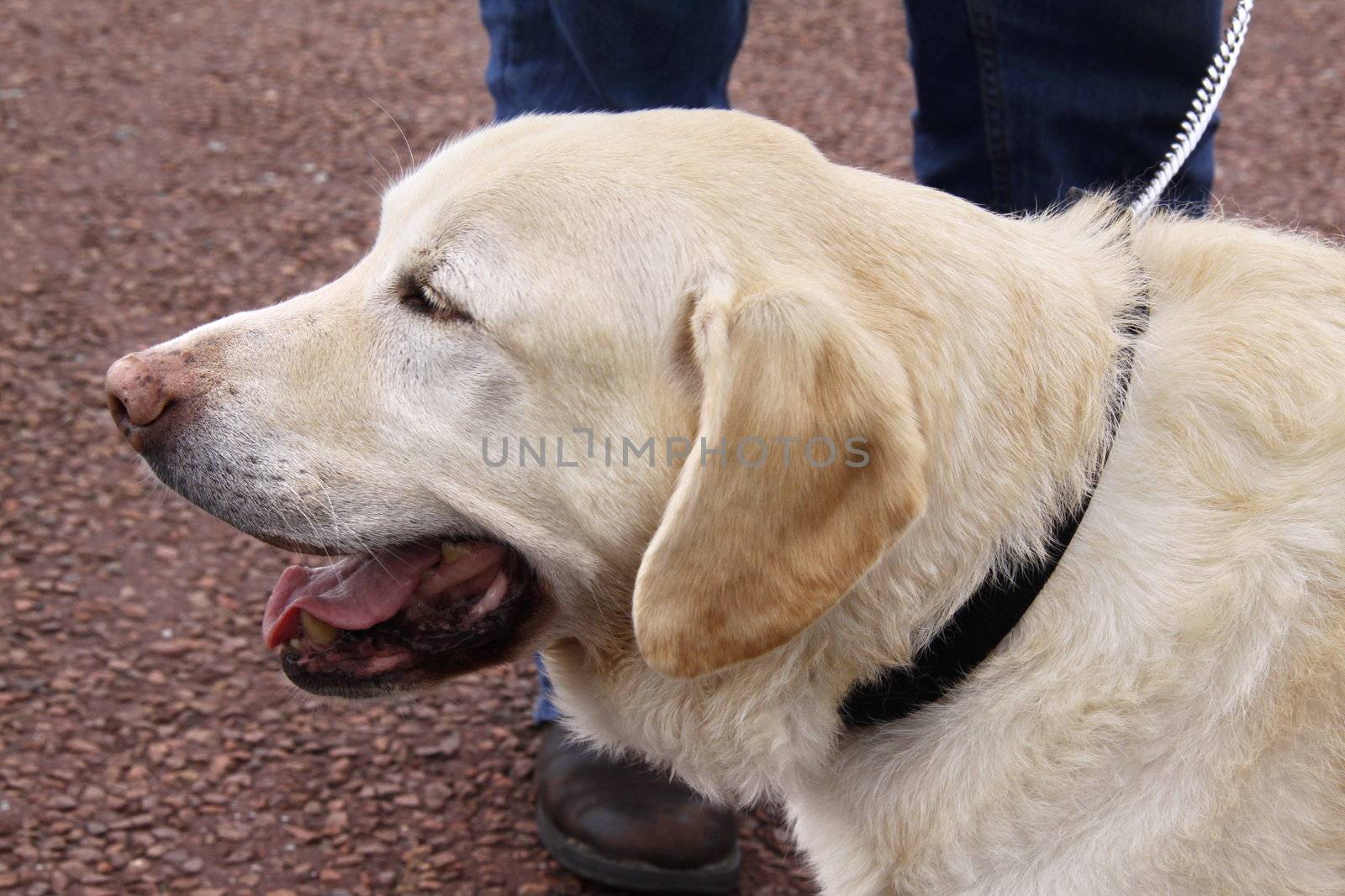 happy golden labrador waits with its owner
