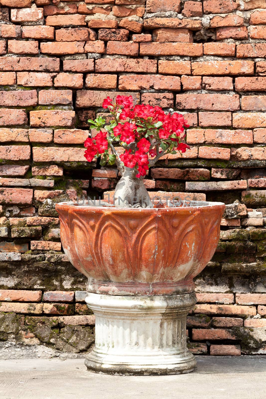 Red flowers in a pot and back wall