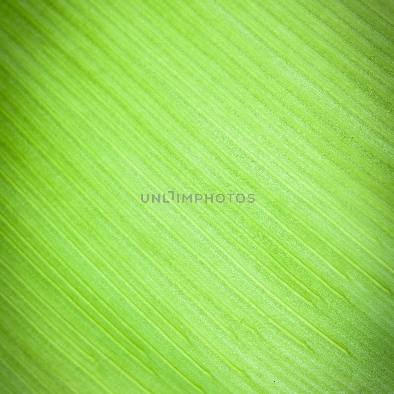 Texture background of backlight fresh green Leaf. by jame_j@homail.com