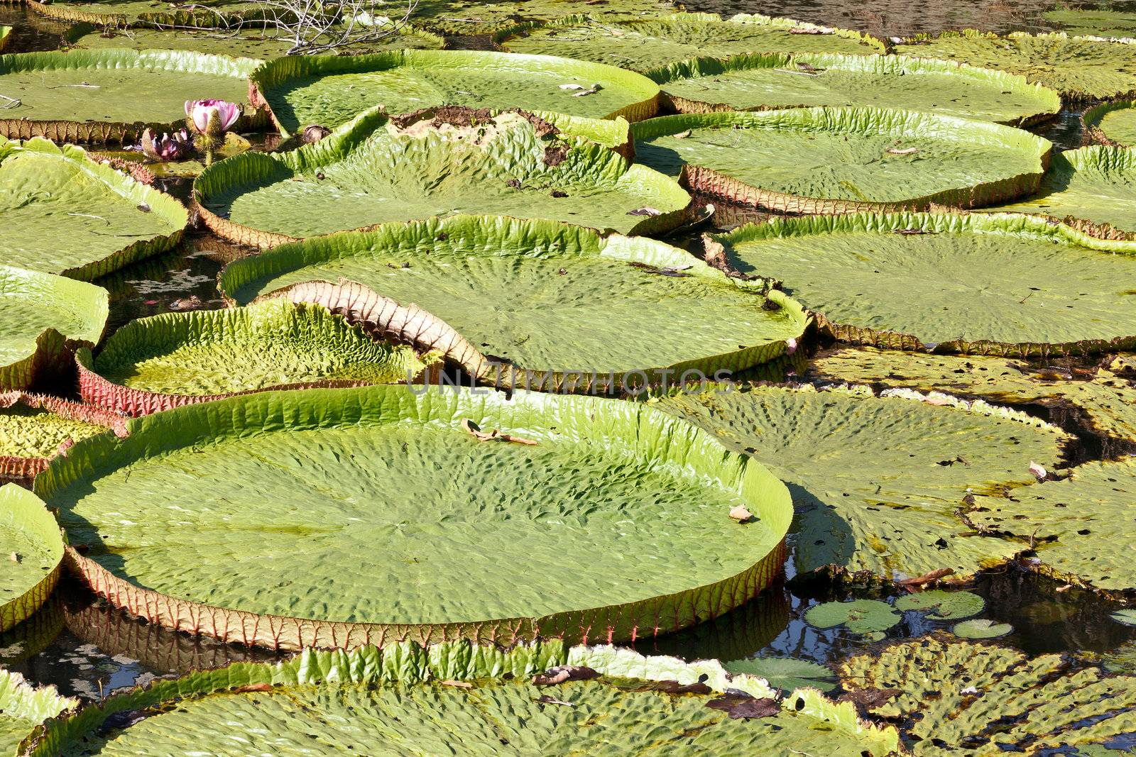 Lotus leaf characteristics and bloom will be larger