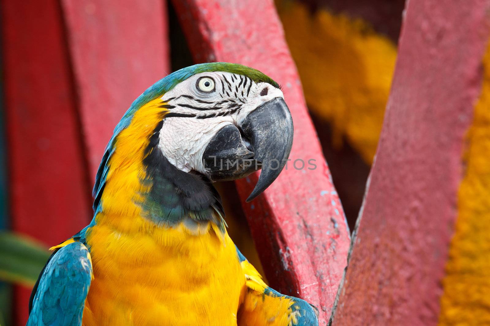 The Blue-and-yellow Macaw bird. by jame_j@homail.com