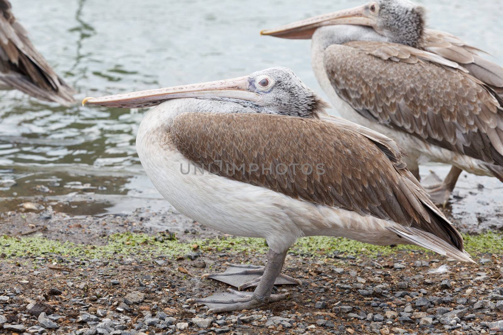 brown pelican, pelecanus occidentalis  by jame_j@homail.com