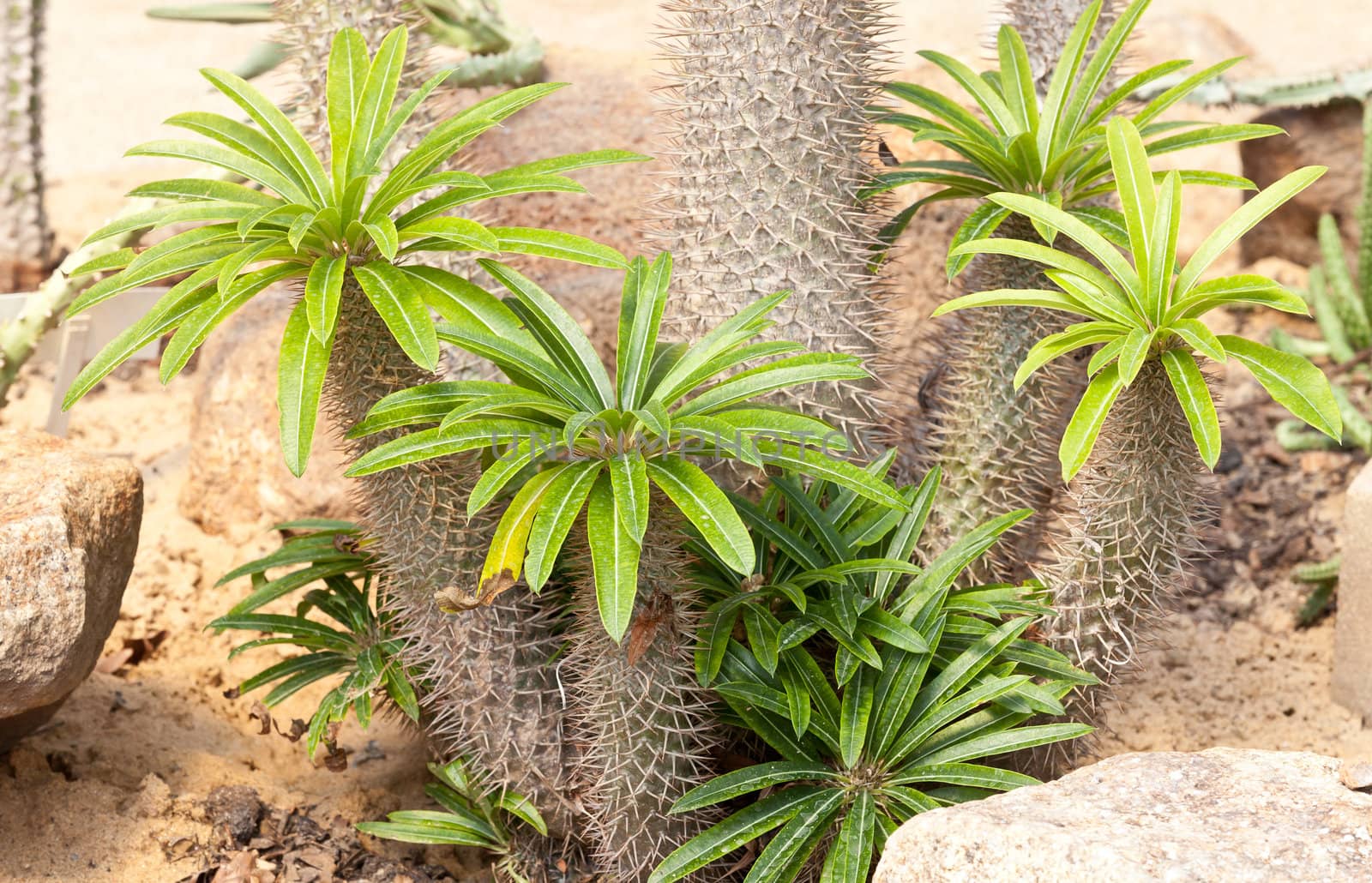 Detail of cactus growing in the garden.