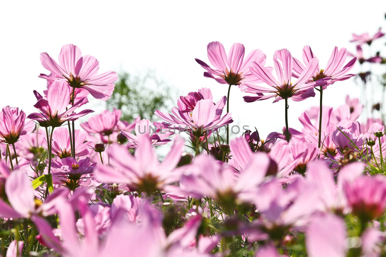 Pink flower in a beautiful day.