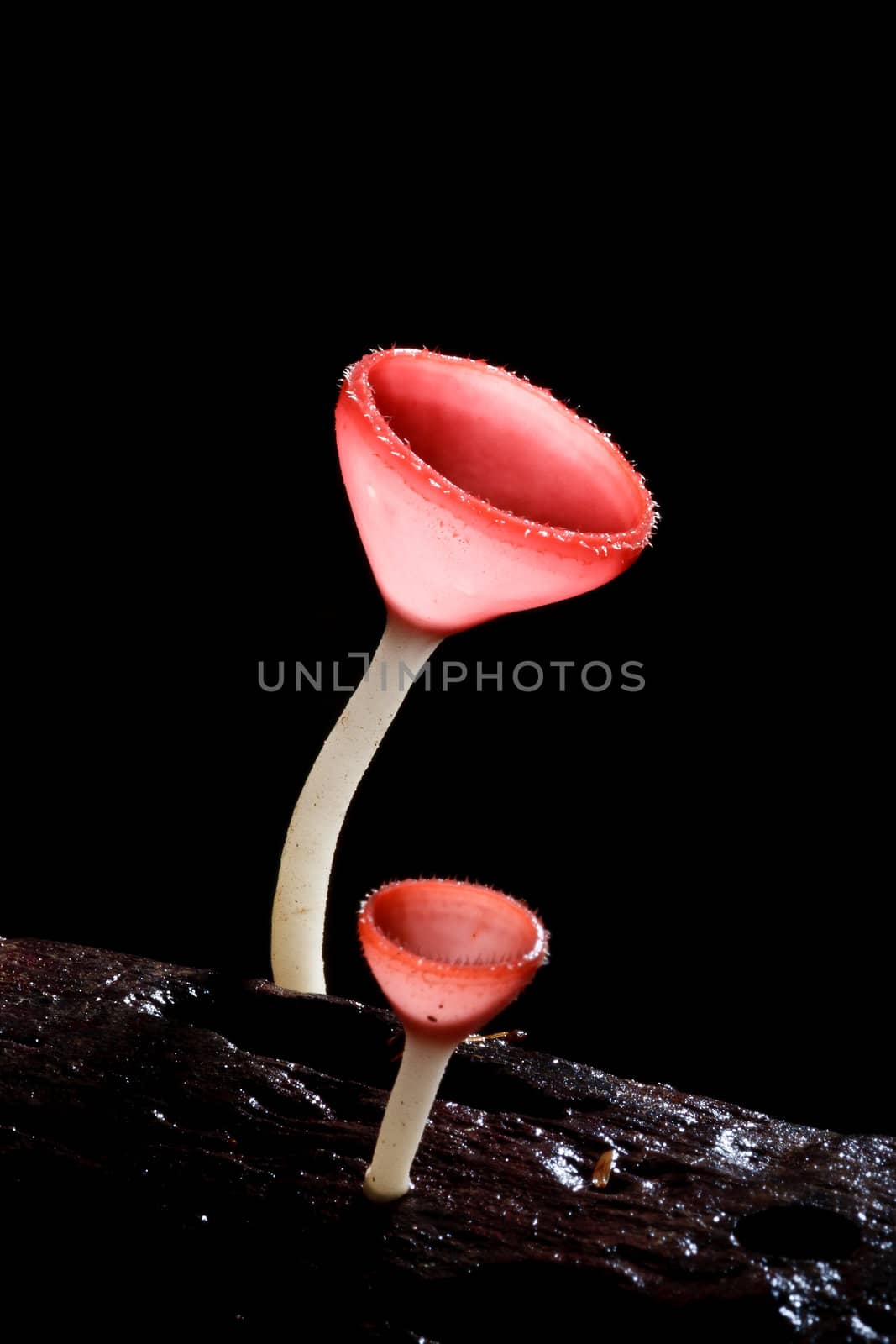 Orange mushroom or Champagne mushroom in rain forest, Thailand.