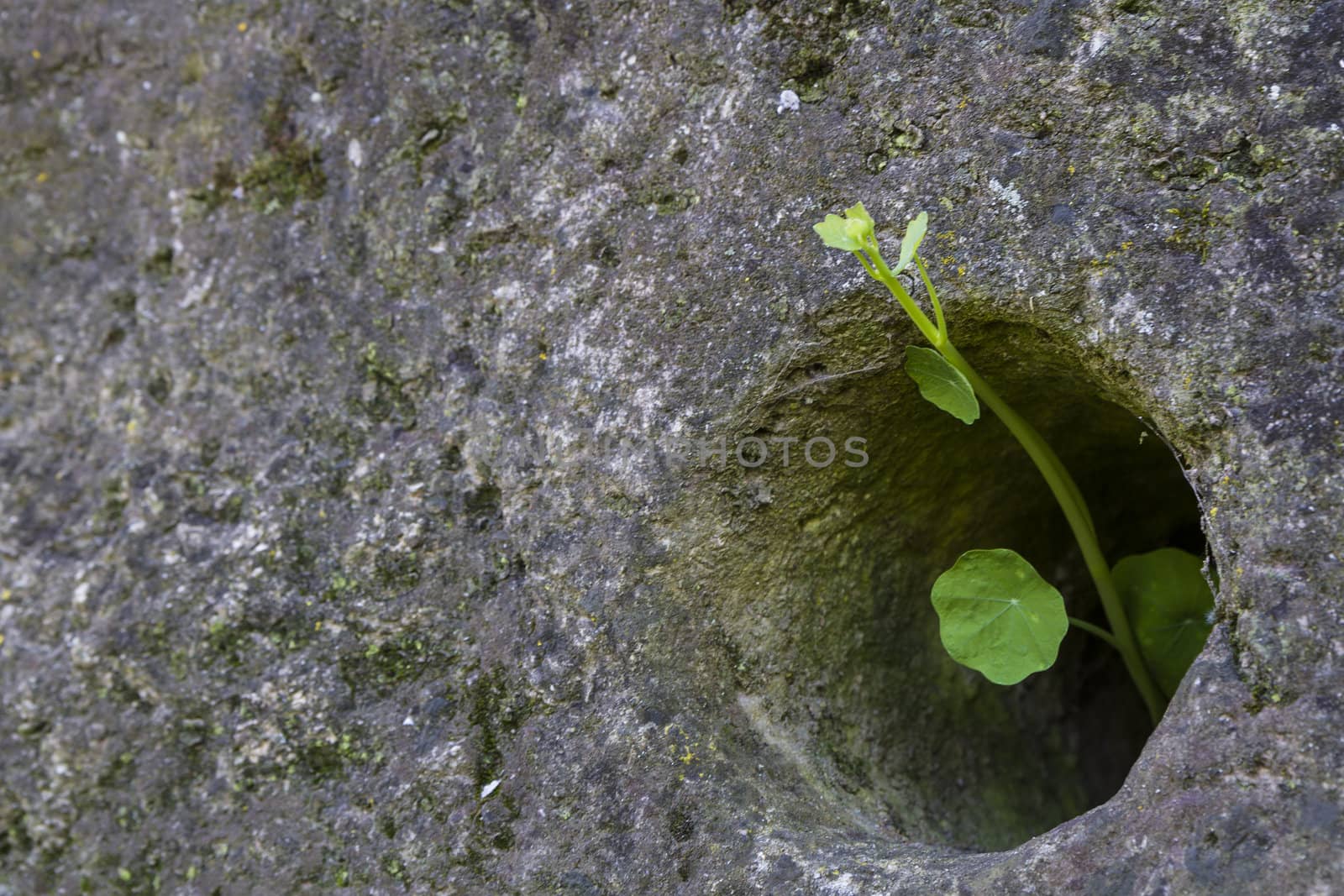 small green plant growing through stone. horizontal image