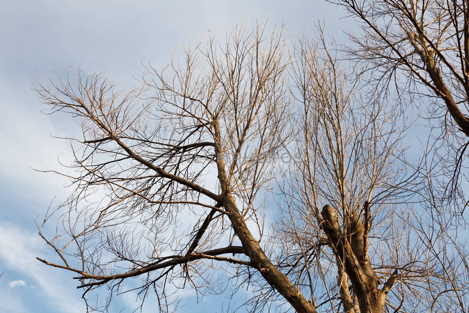 Dead tree branch against blue sky  by jame_j@homail.com