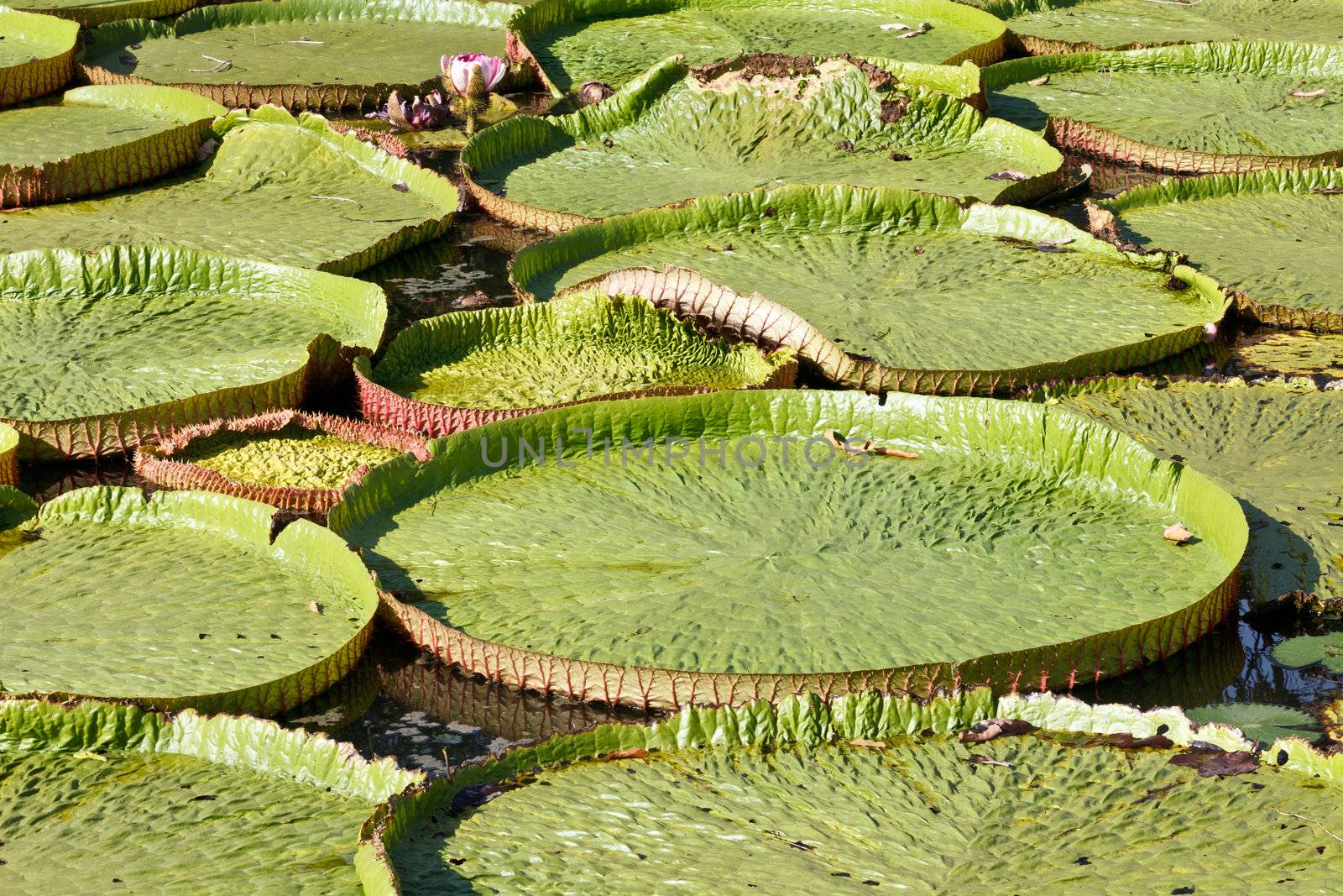 Lotus leaf characteristics and bloom will be larger