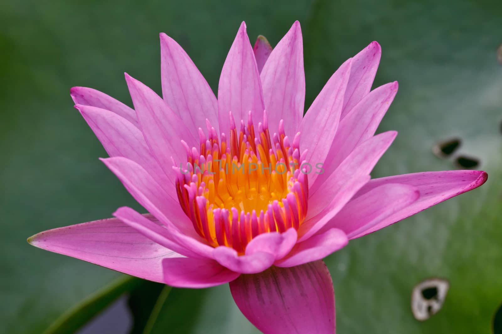 Pink lotus blooming in the tropical garden