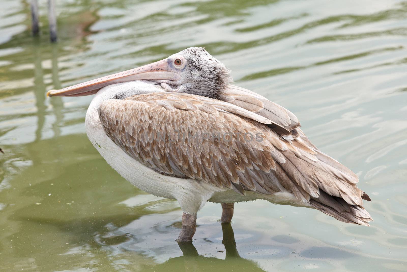 brown pelican, pelecanus occidentalis  by jame_j@homail.com