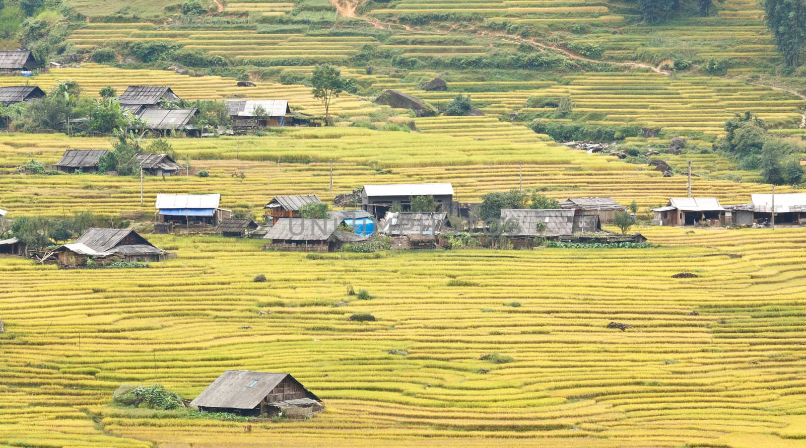 Rice terraces in the mountains in Sapa, Vietnam