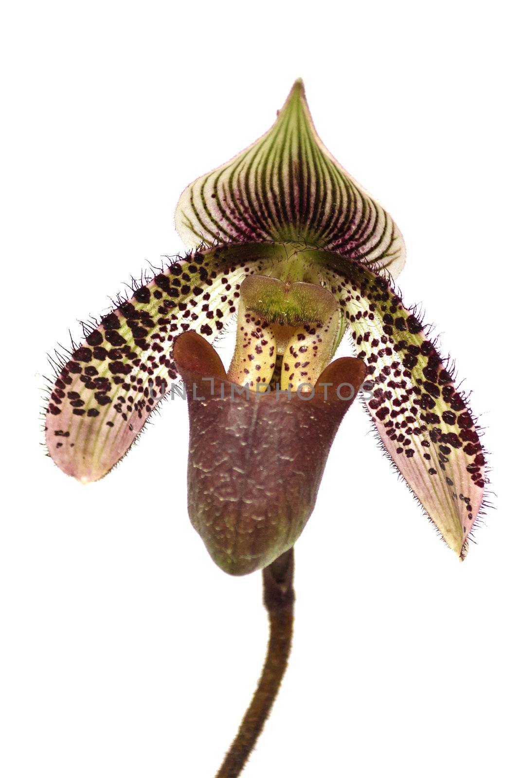 Close up of lady's slipper orchid (Paphiopedilum Callosum).