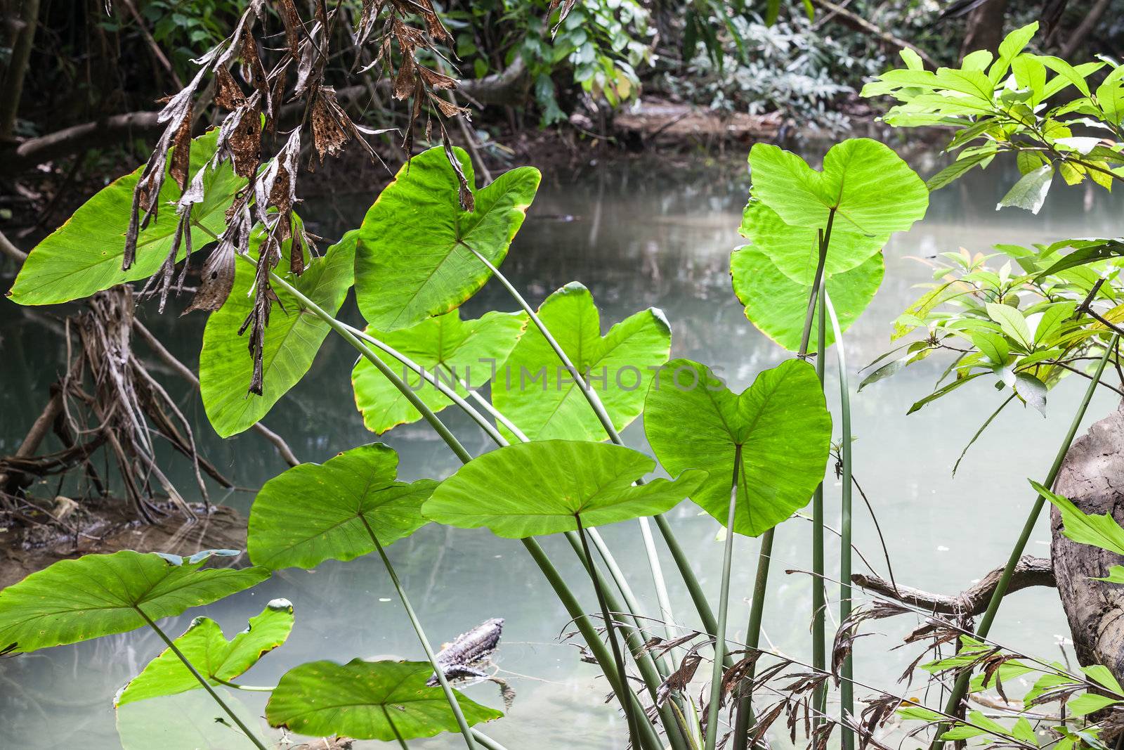 Caladium leave  in rain forest, Thailand.