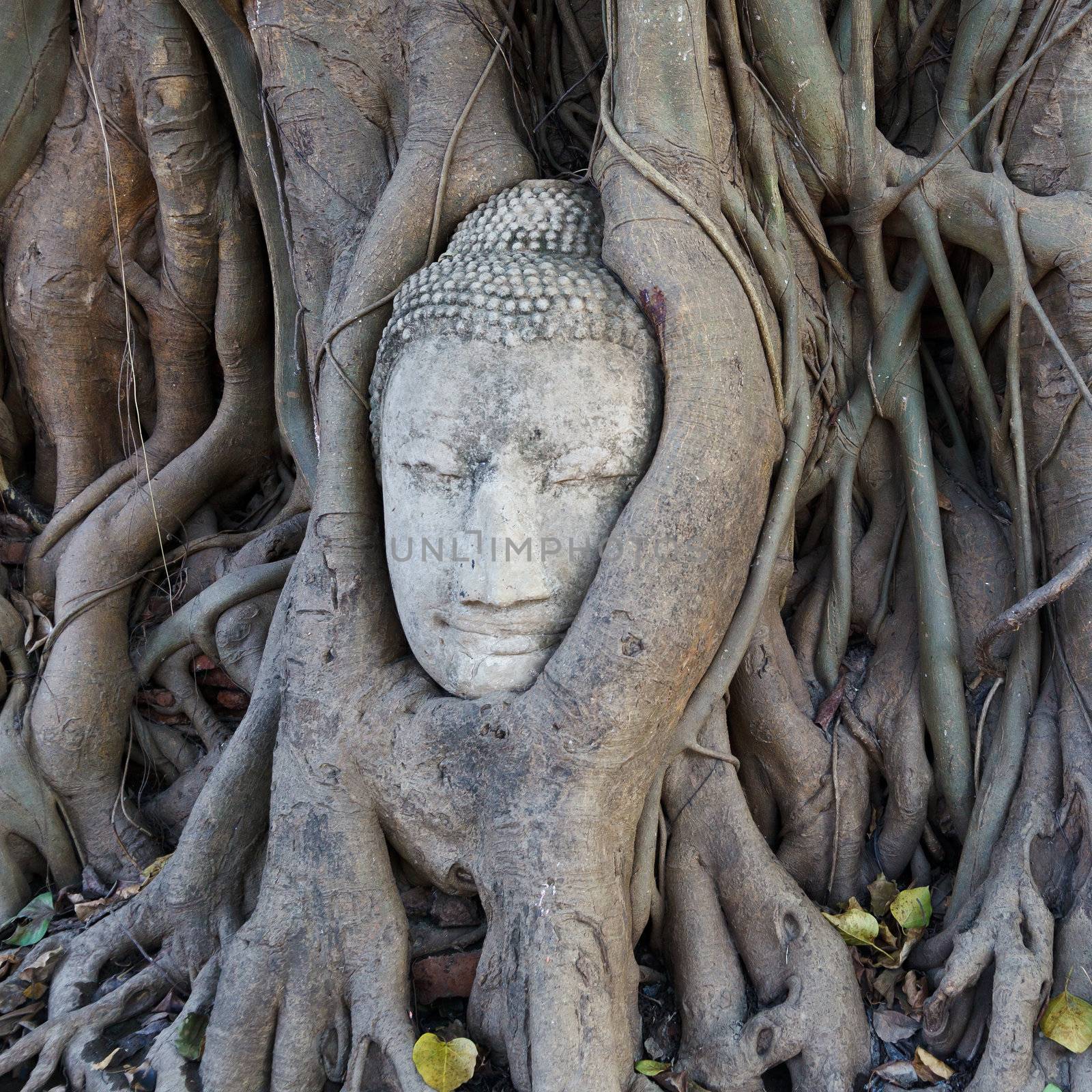 Head of Sandstone Buddha in The Tree Roots at Wat Mahathat, Ayutthaya, Thailand