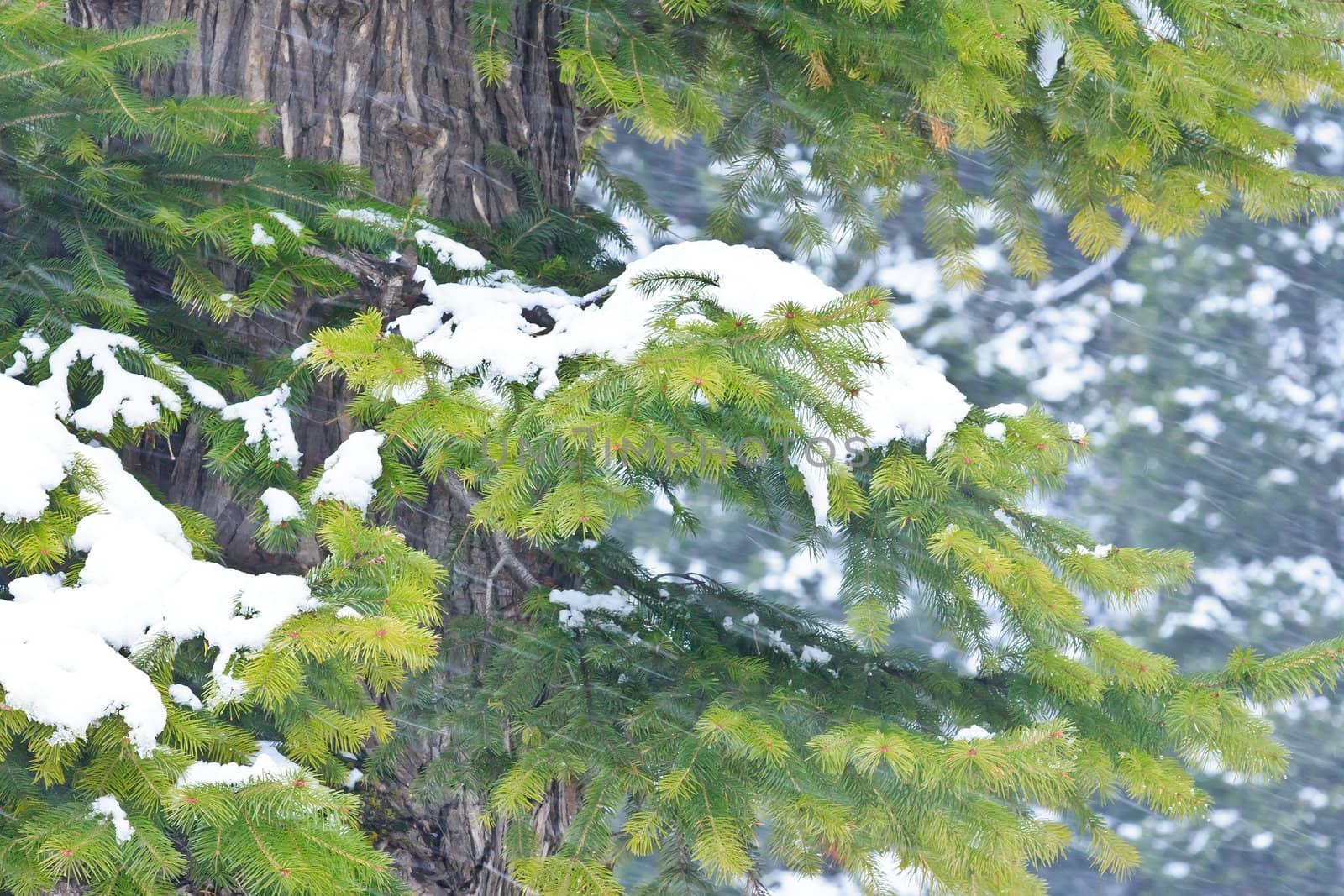 pine tree forest during snowfall