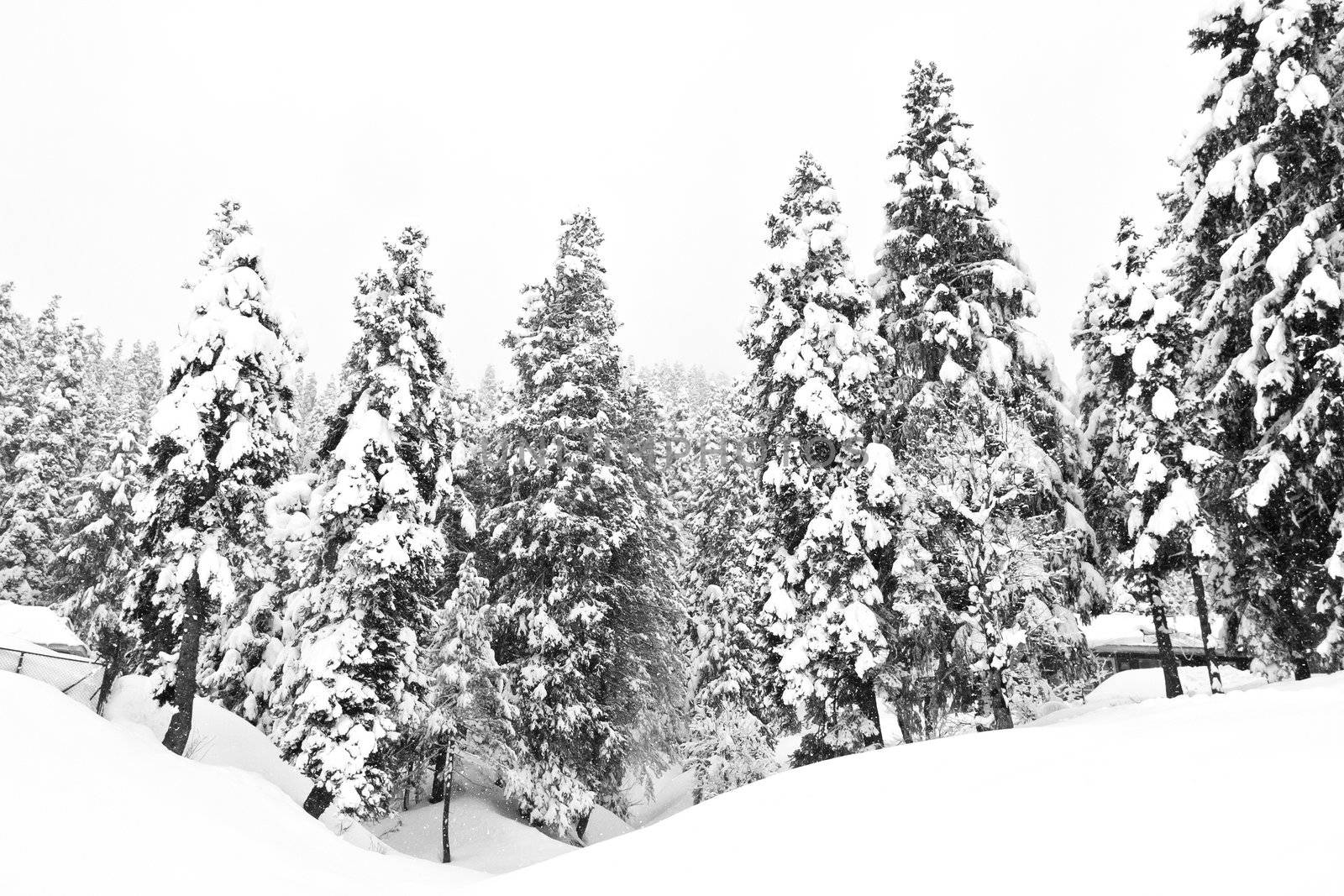 Dark and Misty Forest in Winter Landscape (black & white). 