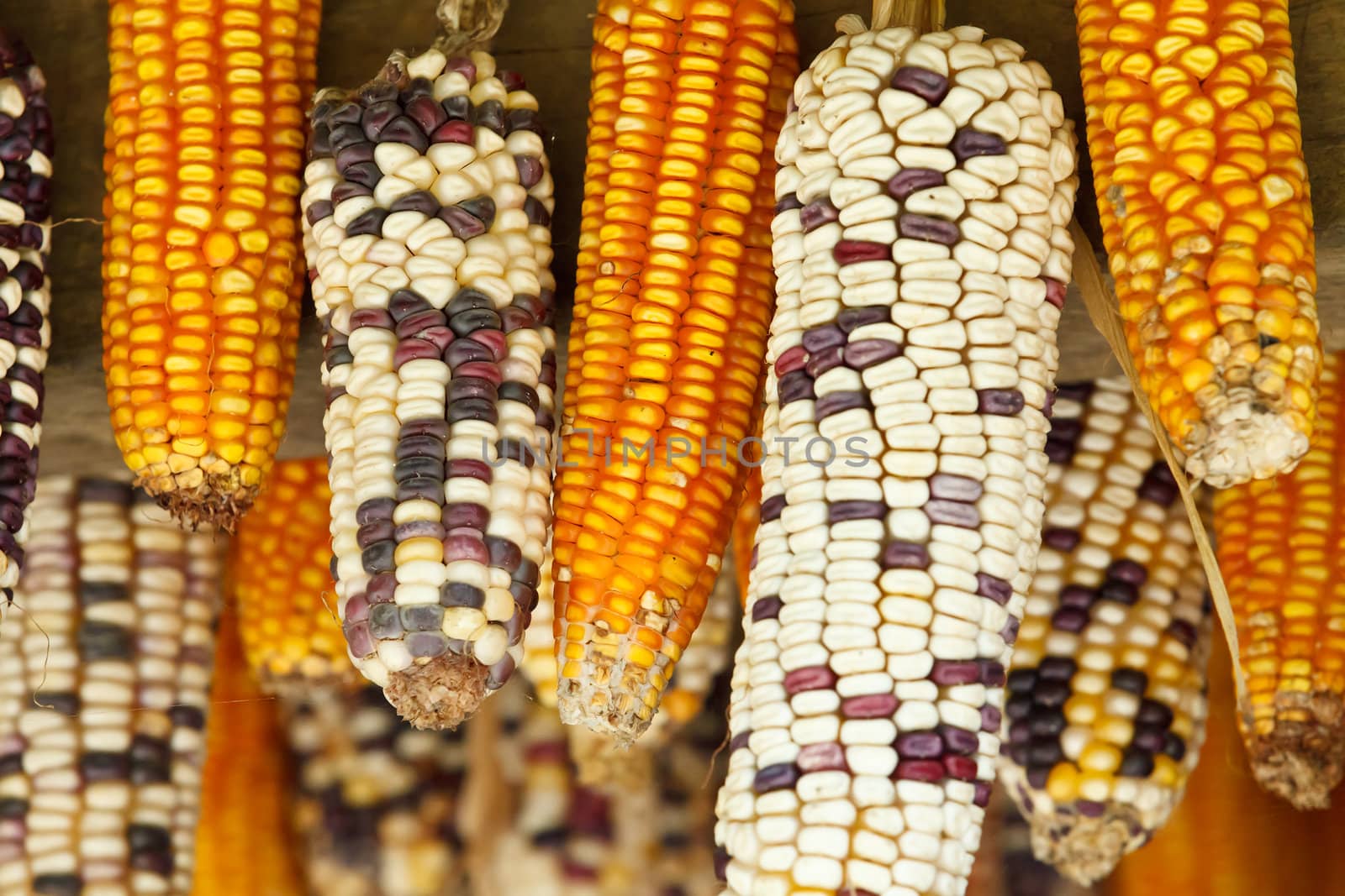 Beautiful  ear of corn in Sapa, Vietnam