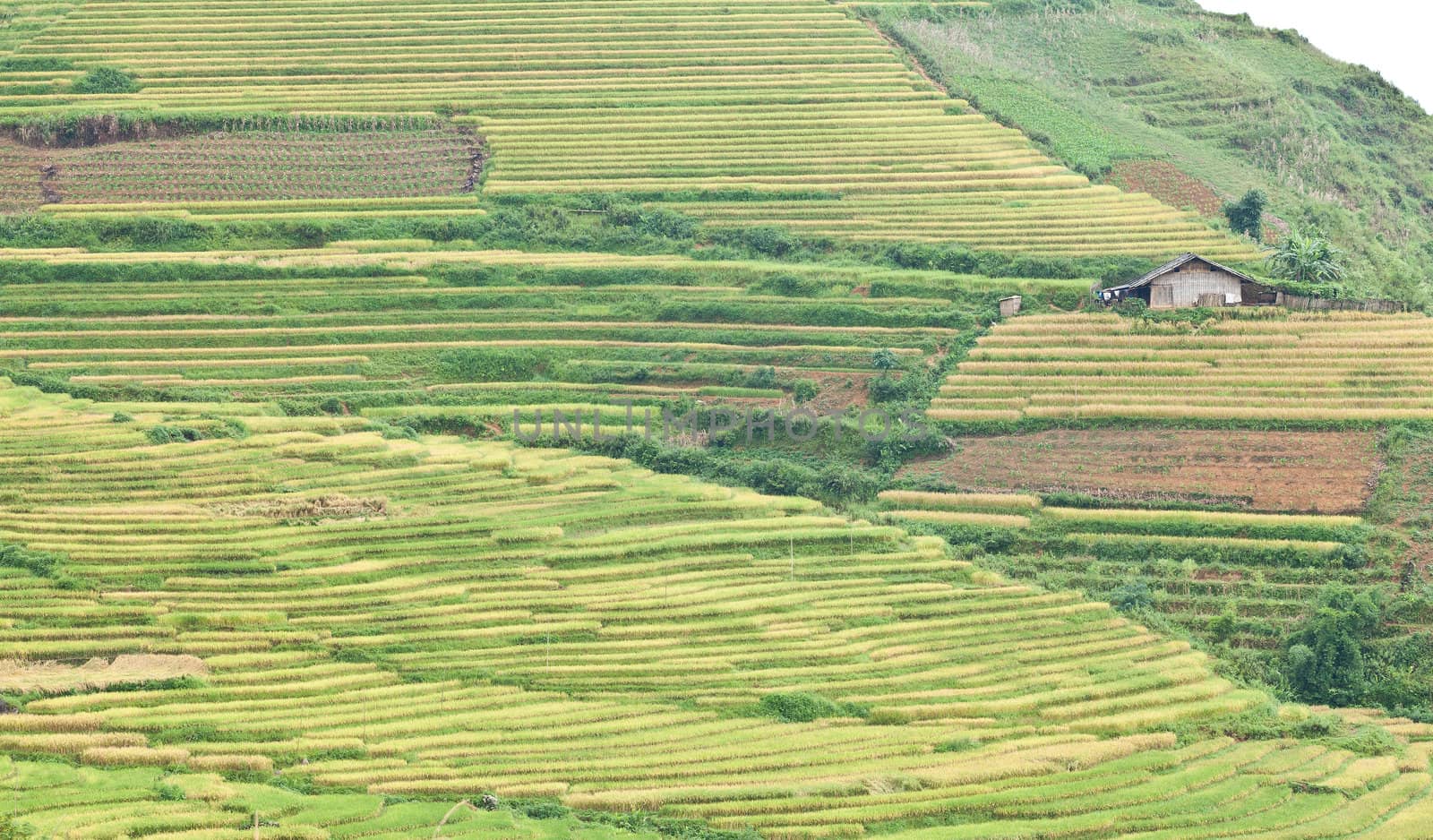 Rice terraces and cottage in the mountains in Sapa, Vietnam