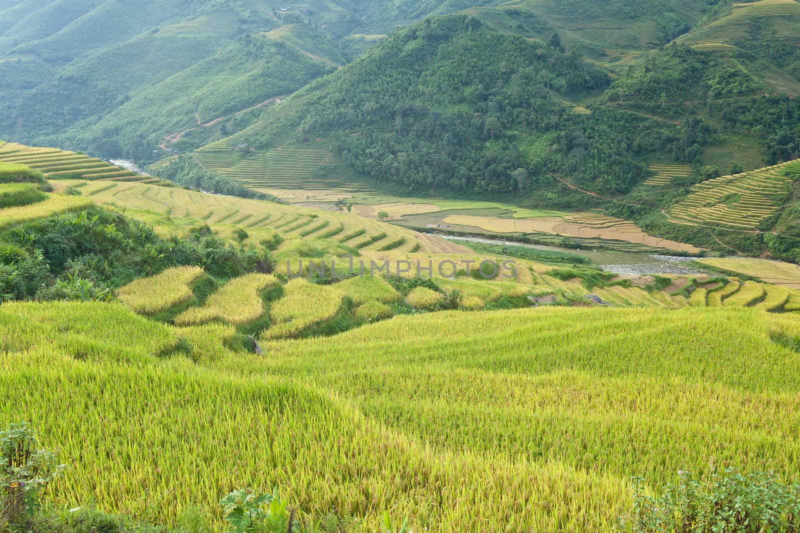 Rice terraces in the mountains in Sapa, Vietnam