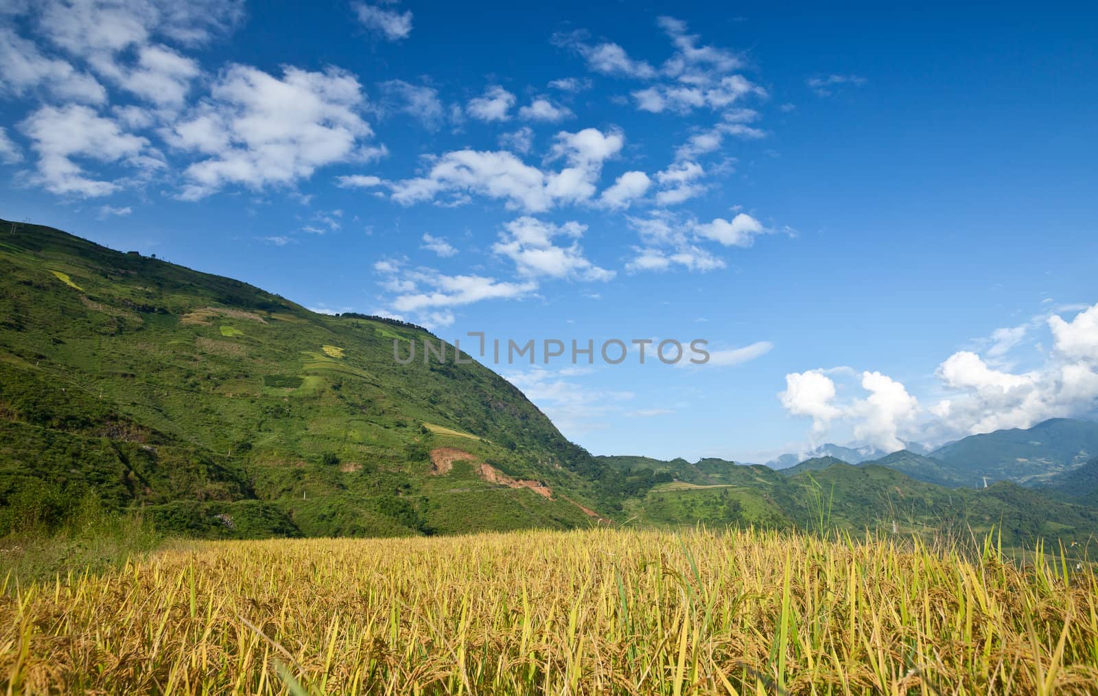 Rice terraces in the mountains in Sapa, Vietnam