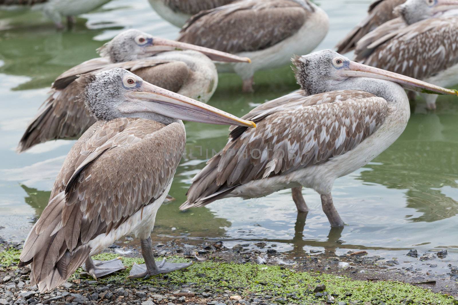 brown pelican, pelecanus occidentalis  by jame_j@homail.com