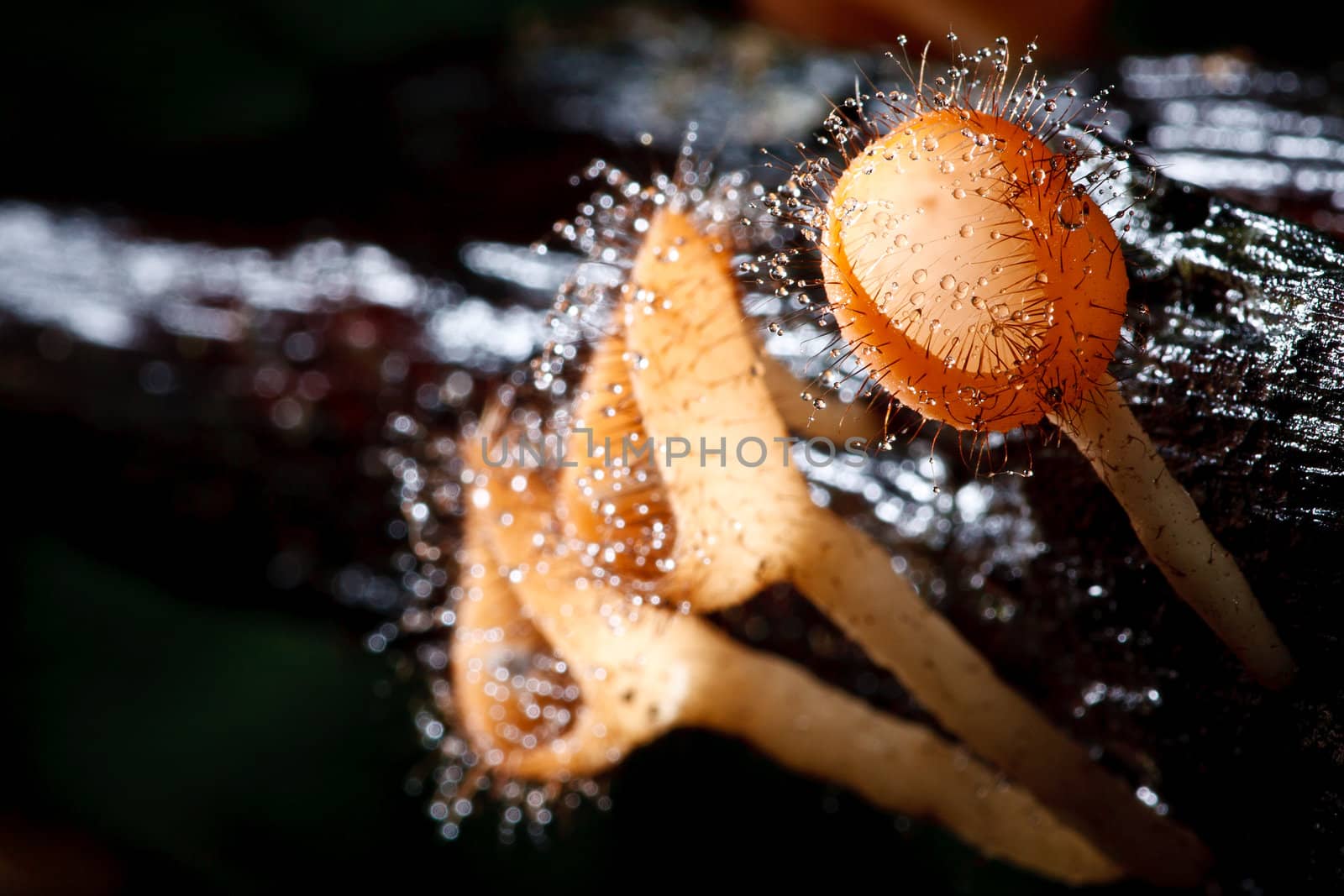 Orange mushroom or Champagne mushroom in rain forest, Thailand.