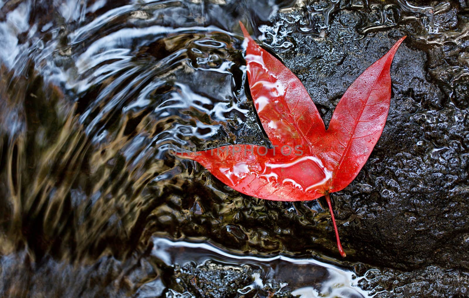 Red maple leaf by jame_j@homail.com