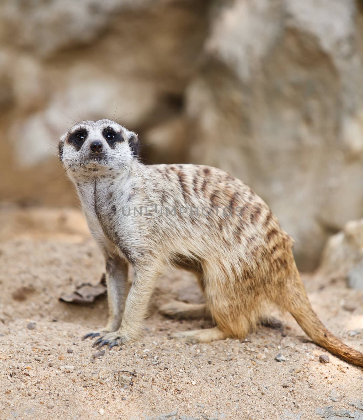 Suricate or Meerkat sitting on the sand by jame_j@homail.com