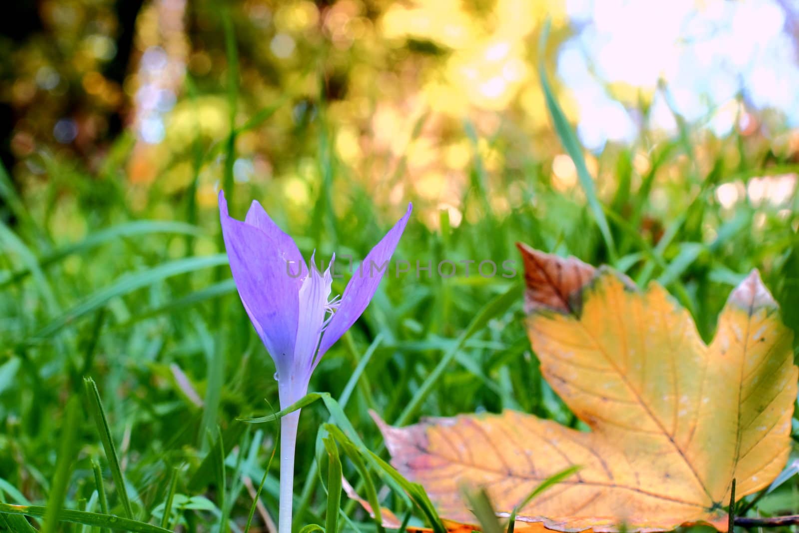 blue seasonal flower ( colchicum autumnale ) in the grass