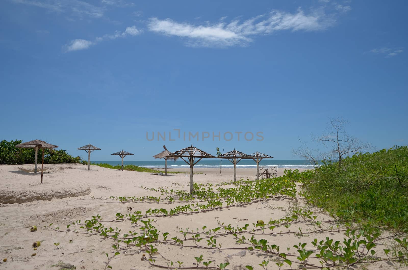 beach with plants on the sand