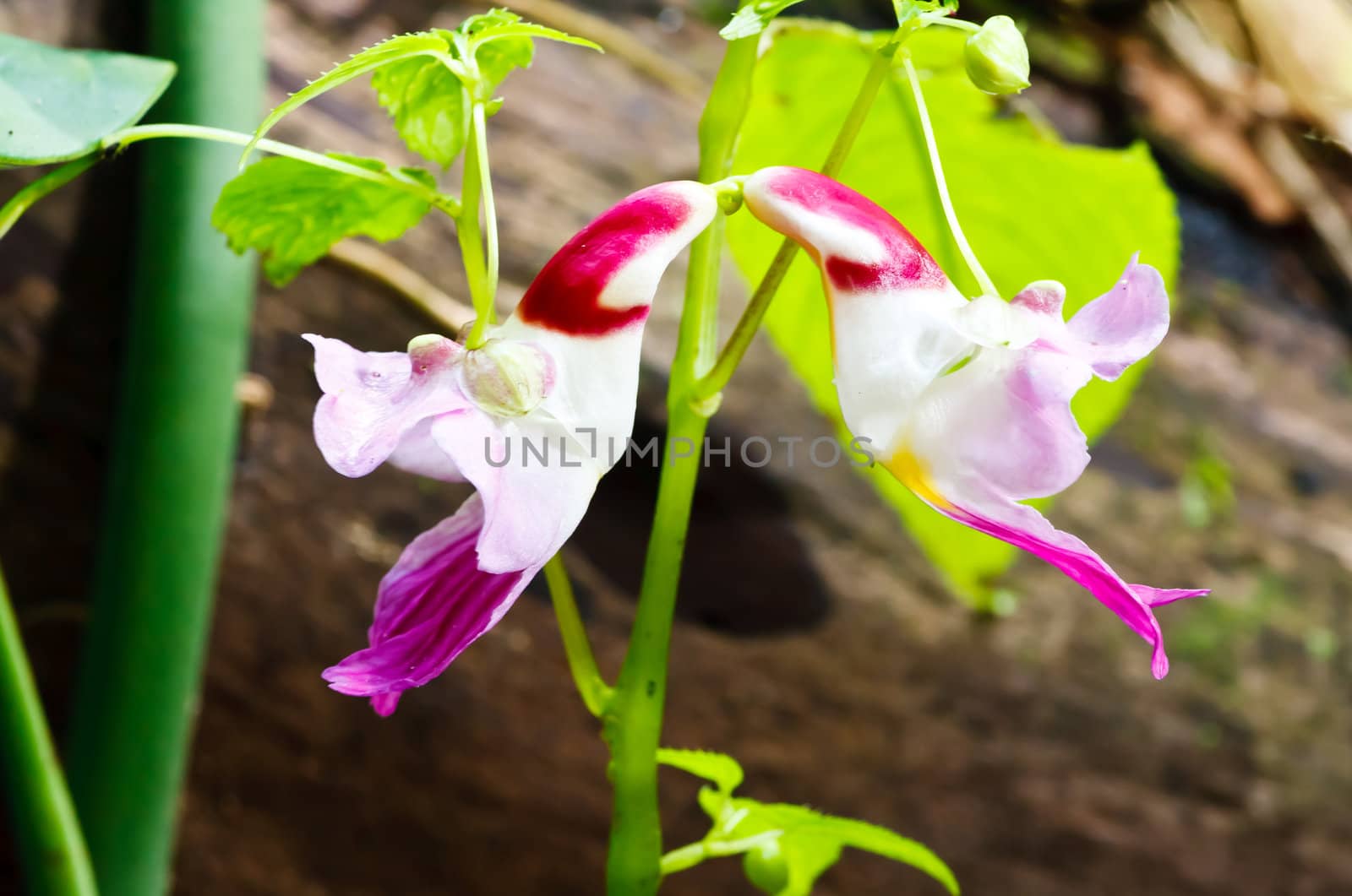 The rare parrot flower in garden, Thailand.