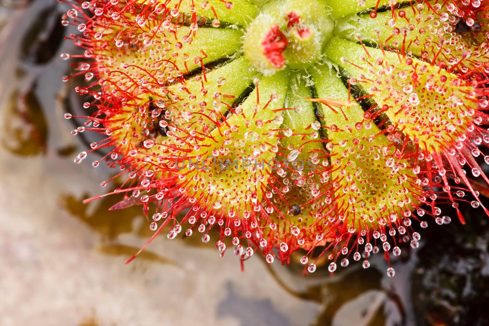 Drosera tokaiensis Carnivorous Plant That Eating Insect