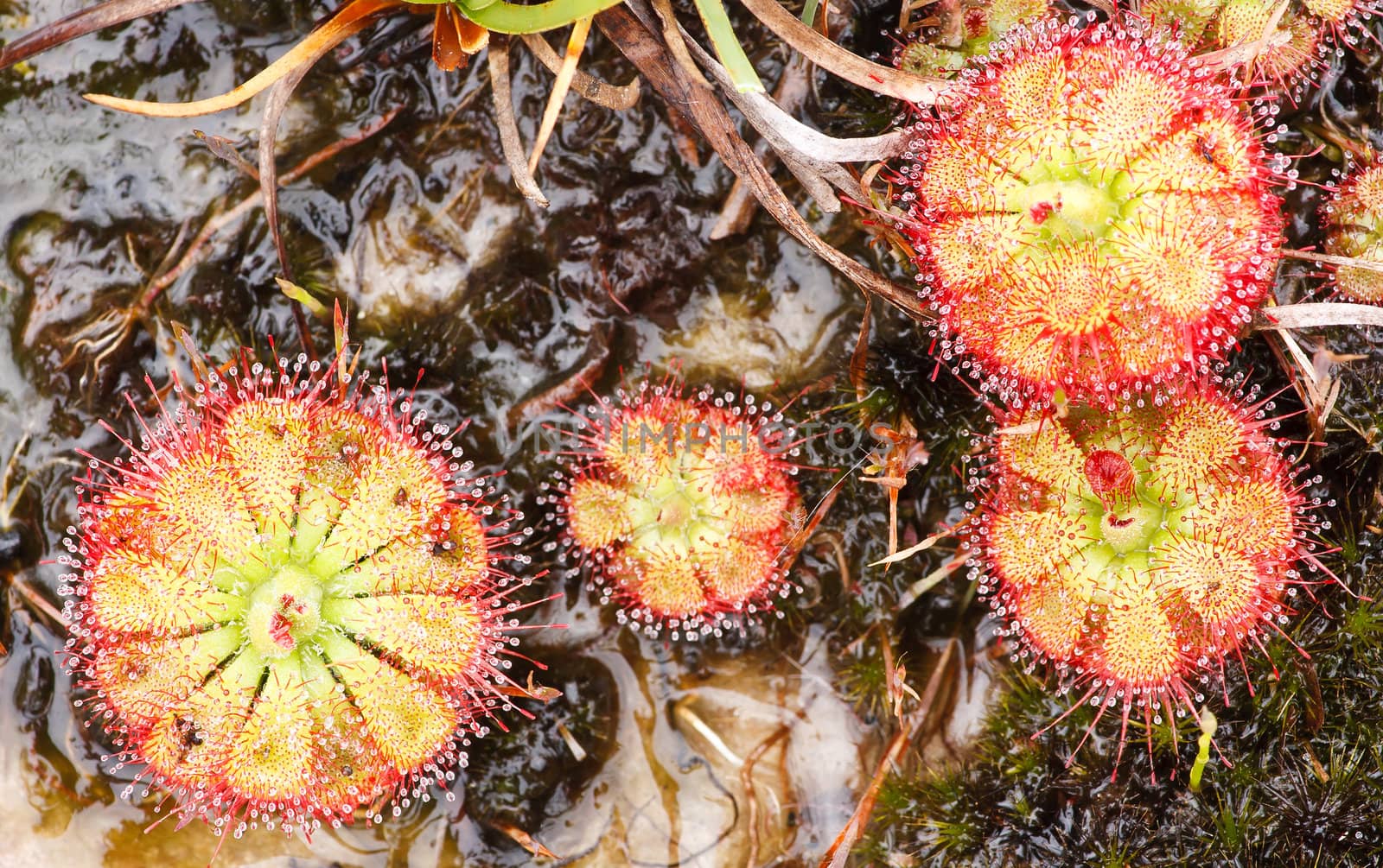 Drosera tokaiensis Carnivorous Plant by jame_j@homail.com