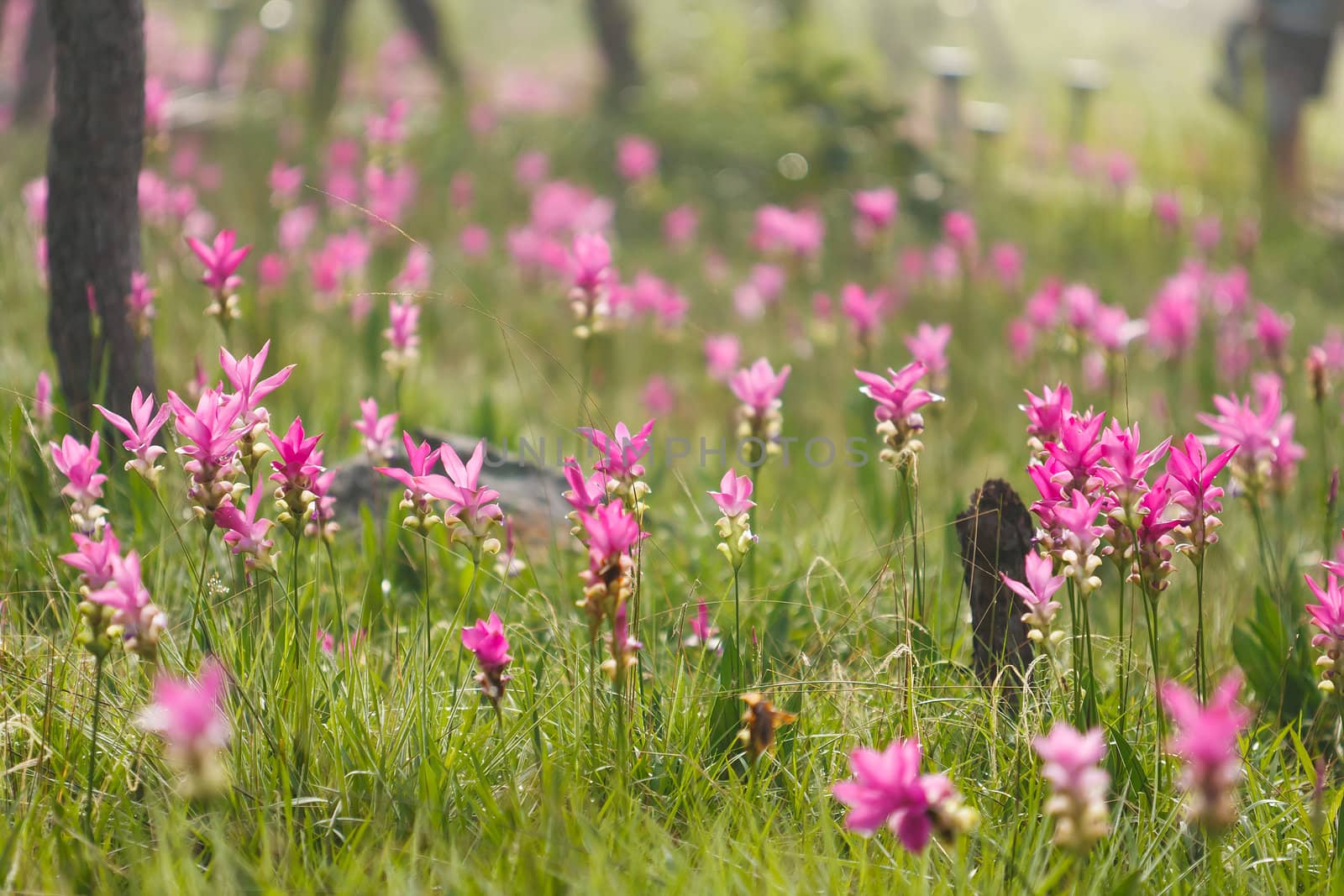 Pink field of Siam tulip by jame_j@homail.com