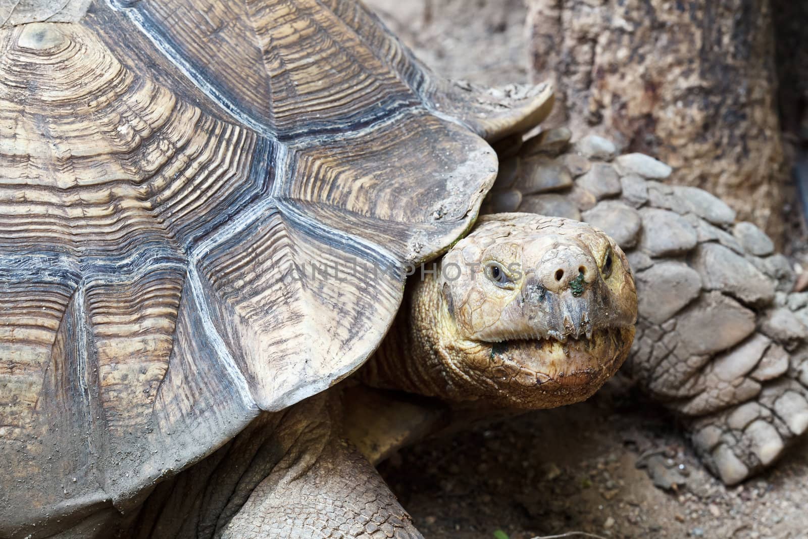 Big Old Turtle at Dusit Zoo, Bangkok, Thailand