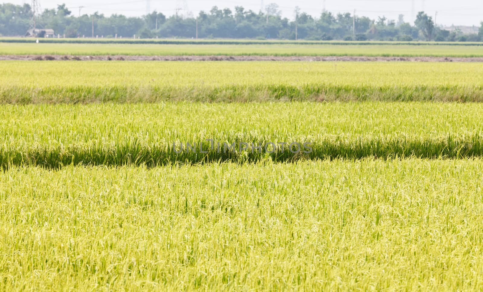 Green rice fields in Northern Highlands of Thailand