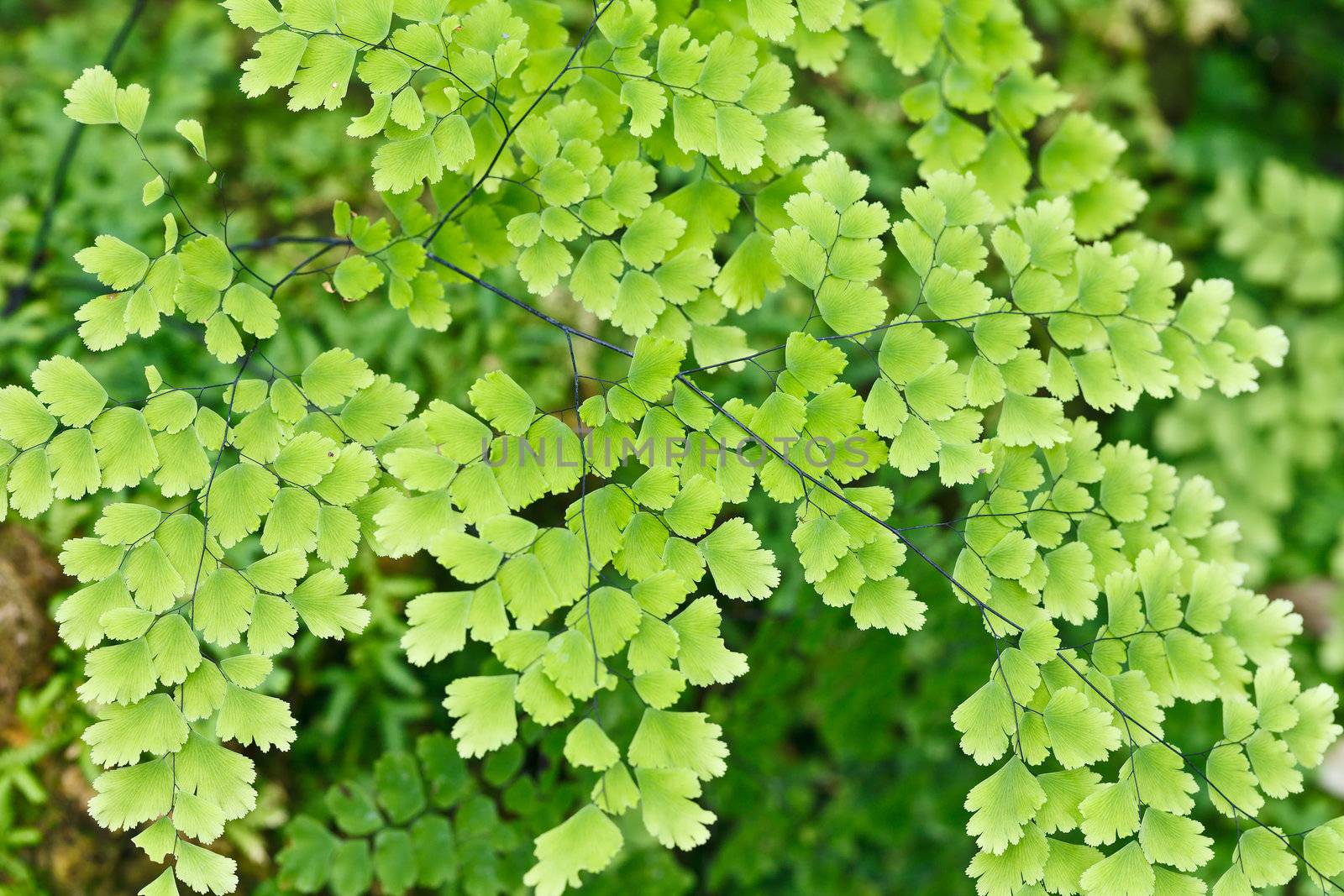 Fern plants cover the ground of the natural forest.