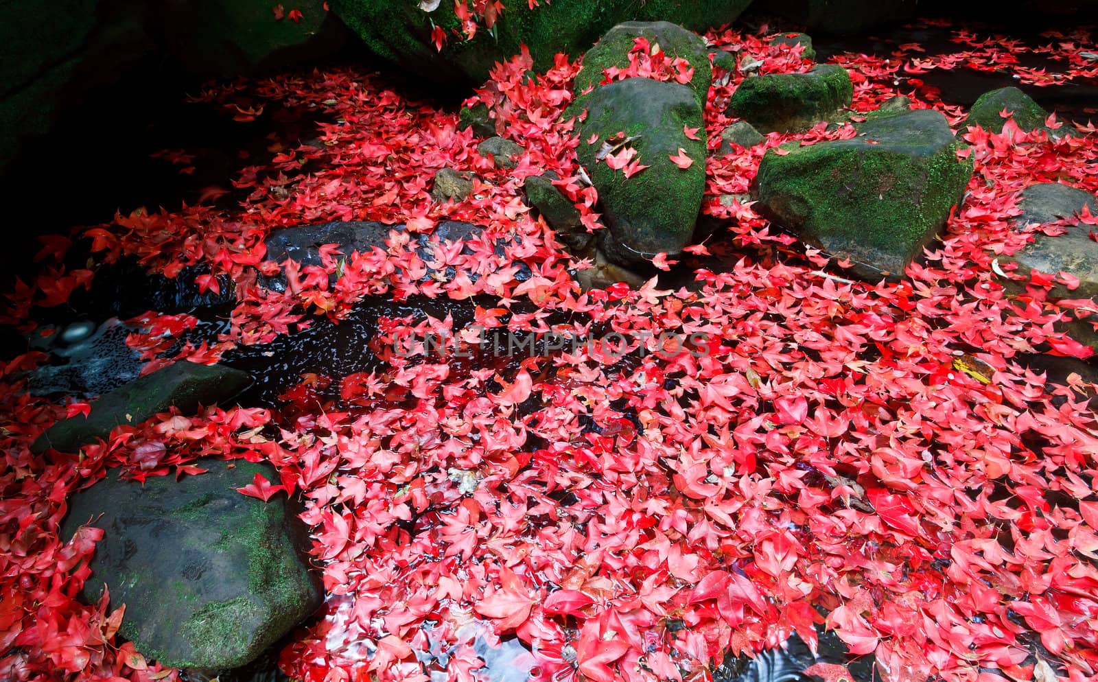 Red maple leaf during fall at Phukradung National Park, Loei, Thailand.