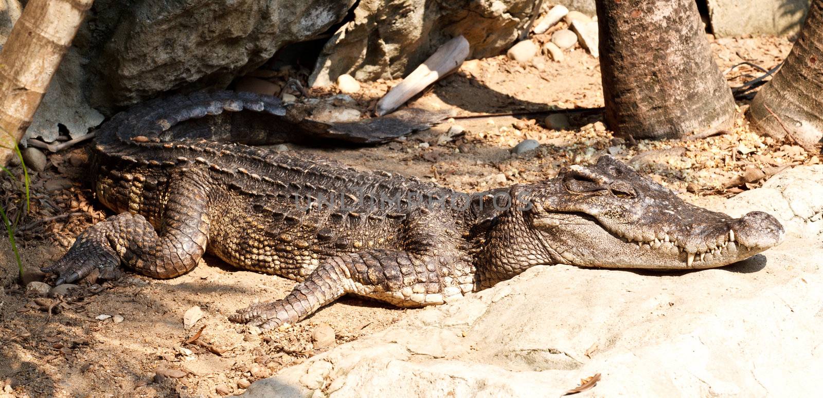 Dangerous crocodiles in a farm, Thailand