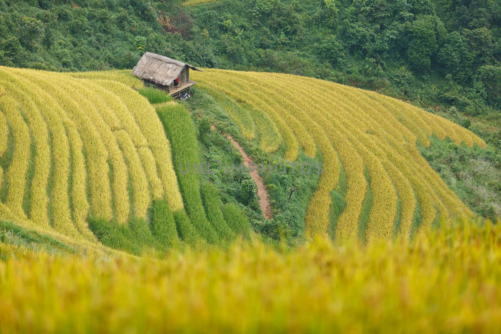 Rice terraces and cottage in the mountains by jame_j@homail.com