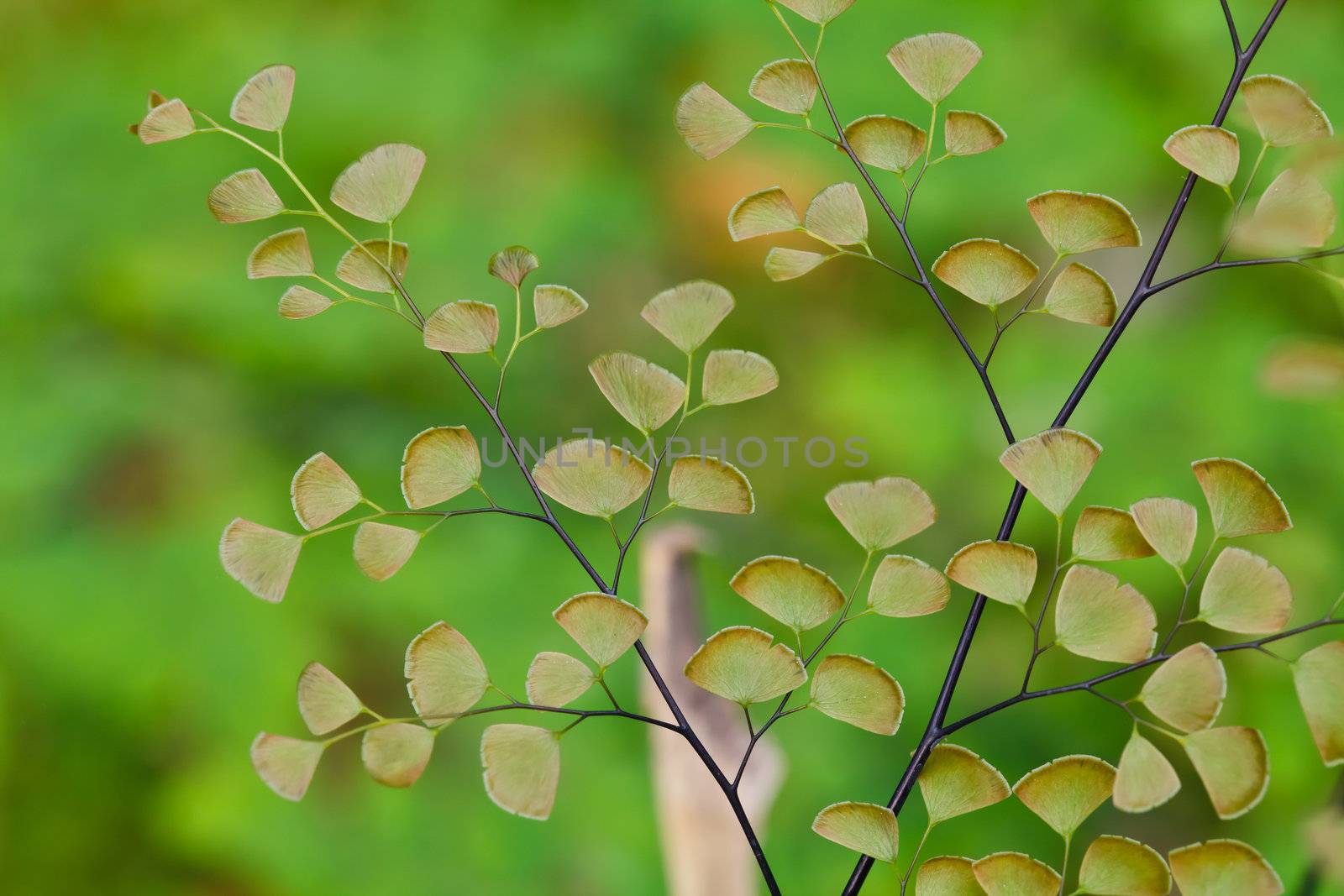 Fern plants cover the ground of the natural forest.