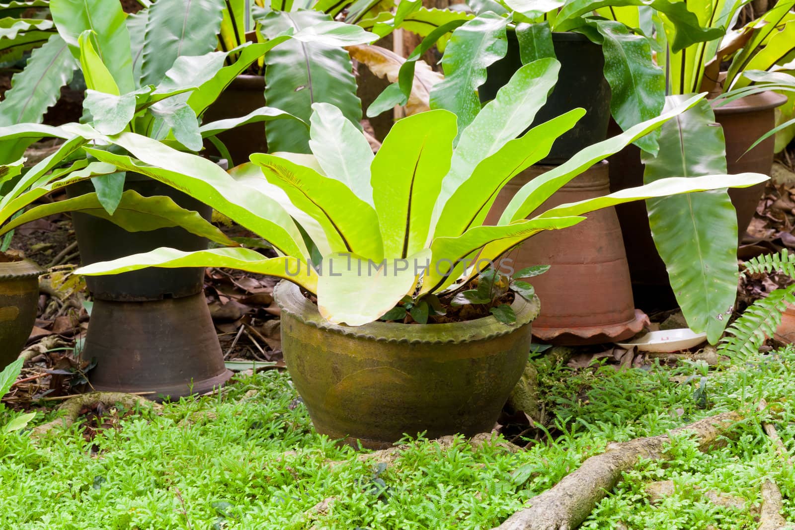 Tropical fern plant in garden  by jame_j@homail.com