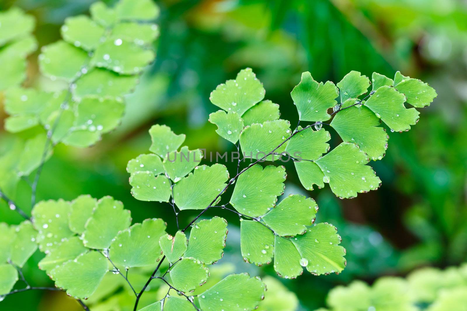 Fern plants cover the ground of the natural forest.