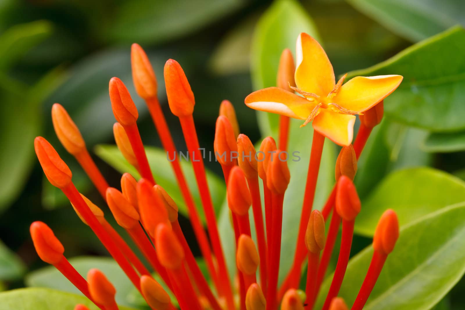 Close up bunch of red ixora flowers.