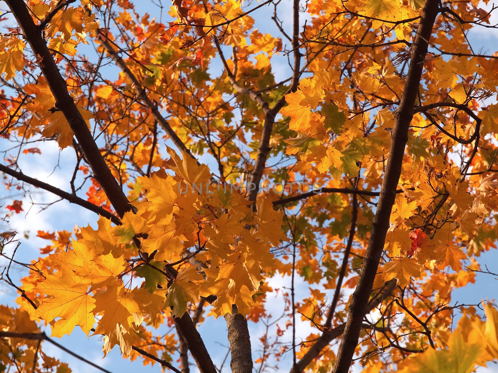 Colorful maple leaves on the tree with blue sky by kvinoz